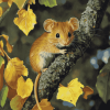 Adorable Dormouse Diamond Painting