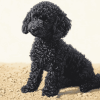 Aesthetic Black Poodle Puppy Diamond Painting