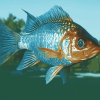 Aesthetic Bluegill Diamond Painting