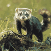 Aesthetic Ferret Diamond Painting