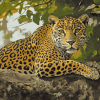 Aesthetic Leopard Diamond Painting