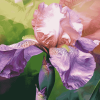 Aesthetic Pink Iris Blossoms Diamond Painting