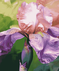 Aesthetic Pink Iris Blossoms Diamond Painting