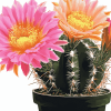 Aesthetic Pink and Yellow Cactus Blooms Diamond Painting