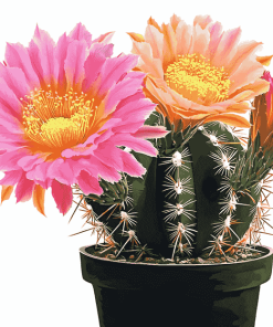 Aesthetic Pink and Yellow Cactus Blooms Diamond Painting