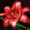 Aesthetic Red Lily Blossoms Diamond Painting