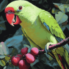 Alexandrine Parakeet Birds Diamond Painting