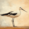 American Avocet Birds Diamond Painting