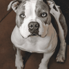 American Bulldog Puppy Diamond Painting