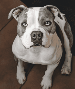 American Bulldog Puppy Diamond Painting