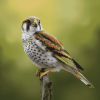 American Kestrel Bird Diamond Painting