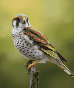 American Kestrel Bird Diamond Painting