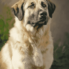 Anatolian Shepherd Hound Diamond Painting