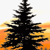 Balsam Fir Tree Art Diamond Painting