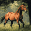 Bay Horse Elegance Diamond Painting