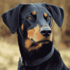 Beauceron Puppy Diamond Painting