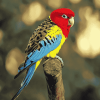 Beautiful Eastern Rosella Diamond Painting