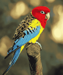 Beautiful Eastern Rosella Diamond Painting