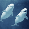 Beluga Whales Marine Animals Diamond Painting