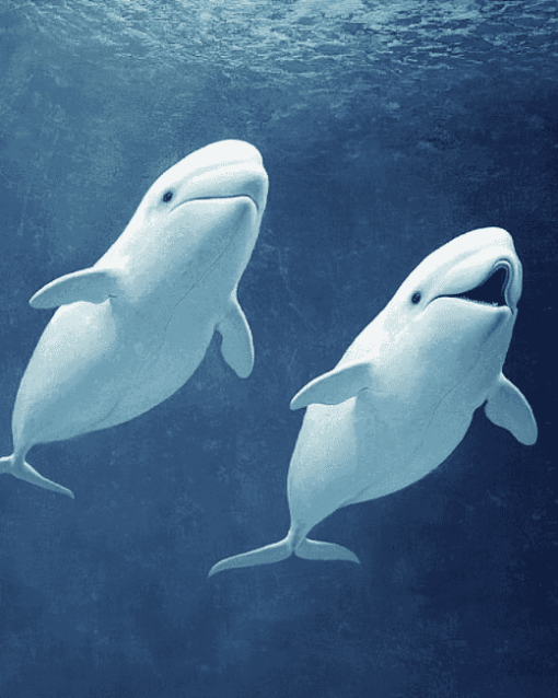 Beluga Whales Marine Animals Diamond Painting