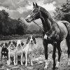 Black And White Horse And Hound Diamond Painting