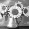 Black And White Sunflower Blossoms Diamond Painting