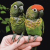 Black Capped Conure Parrot Diamond Painting