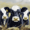 Black Cow Diamond Painting