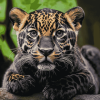 Black Jaguar Diamond Painting