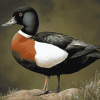 Black Paradise Shelduck Art Diamond Painting