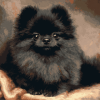 Black Pomeranian Puppy Diamond Painting