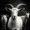 Black and White Goat Diamond Painting