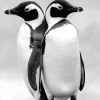 Black and White Penguin Diamond Painting