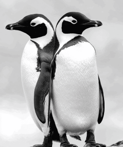 Black and White Penguin Diamond Painting