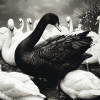 Black and White Swans Diamond Painting