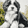 Black and White Tibetan Terrier Diamond Painting