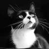 Black and White Tuxedo Cat Diamond Painting