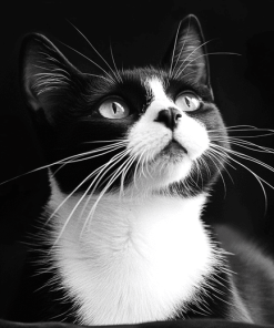 Black and White Tuxedo Cat Diamond Painting