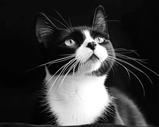 Black and White Tuxedo Cat Diamond Painting