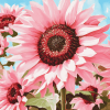 Blooming Pink Sunflowers Masterpiece Diamond Painting