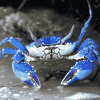 Blue Crab Animal Diamond Painting