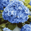 Blue Hydrangea Blossoms Diamond Painting