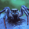 Blue Spider Insect Diamond Painting