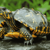 Box Turtle Reptiles Diamond Painting