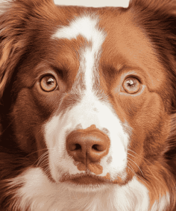 Brown Border Collie Puppy Diamond Painting