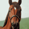 Brown Horse Portrait Diamond Painting