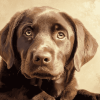 Brown Labrador Puppy Diamond Painting