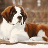 Brown St Bernard Puppy Diamond Painting