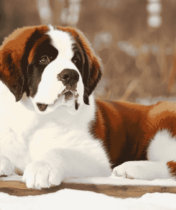 Brown St Bernard Puppy Diamond Painting