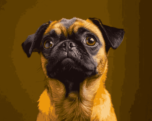 Brussels Griffon Dog Diamond Painting